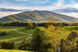 BozArt Fine Art Collective